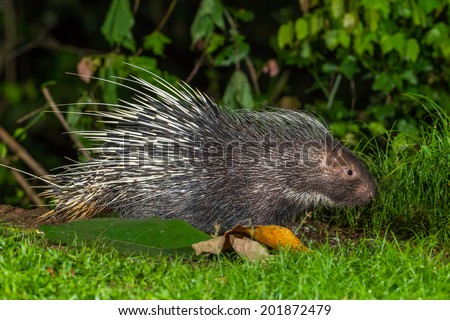 Side view of nocturnal animals Malayan porcupine(Hystrix brachyura)  find some food in nature at Kaengkrajarn national park,Thailand