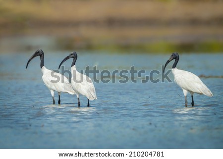 Three Black-headed ibis(Threskiornis melanocephalus) finding food and looking at us in nature of Thailand
