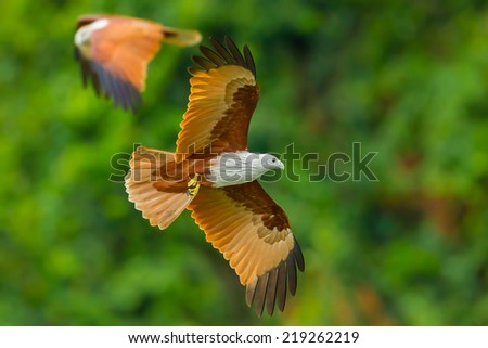 Brahminy kite(Haliastur indus) flying with freedom in the sky in nature of Thailand