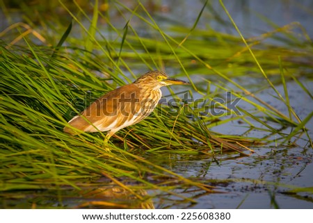 Chinese Pond Heron (Ardeola bacchus) finding food in morning light in nature of Thailand