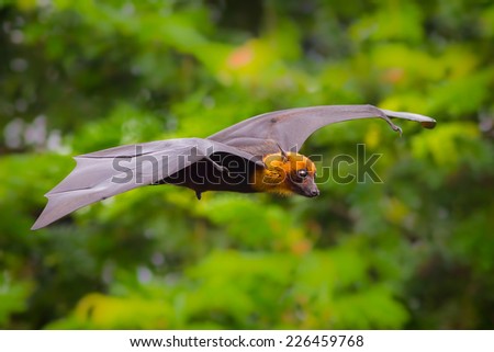Flying male Lyle\'s flying fox (Pteropus lylei) with green background in nature of Thailand
