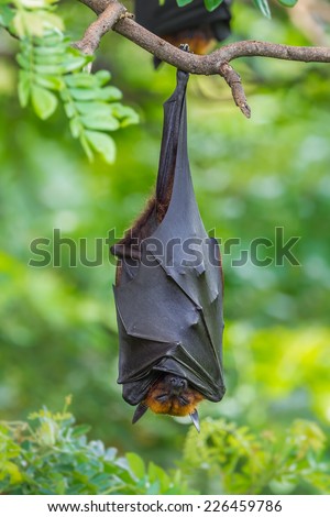 Deep sleep of  Lyle\'s flying fox (Pteropus lylei)  in nature of Thailand
