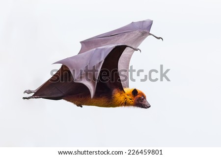 Side view of flying male Lyle\'s flying fox (Pteropus lylei)  in nature of Thailand