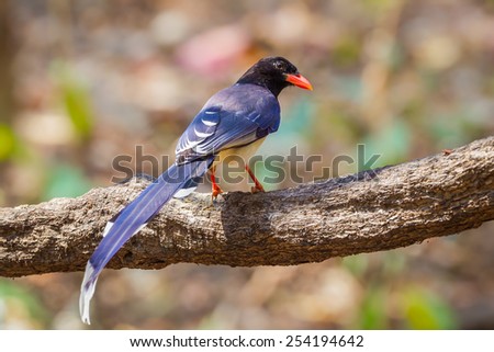 Red-billed blue magpie( Urocissa erythrorhyncha) stair at us in nature in Wildlife Sanctuary,Thailand