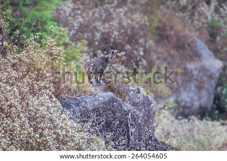 Very rare vulnerable species in IUCN of Threatened species Red List Goral (Naemorhedus caudatus) standing on the rock and stair at us in nature at Inthanon national park, Chiangmai, Thailand