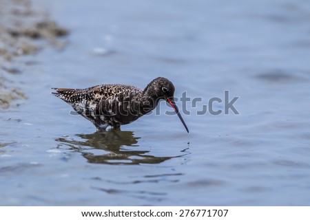 Spotted Redshank(Tringa erythropus) finding food at Laemphakbia, Thailand
