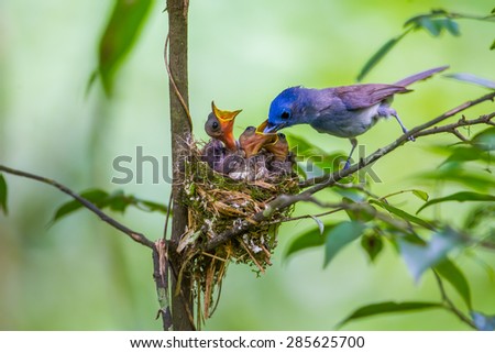 Female Black-naped monarch (Hypothymis azurea) feeding insect for his pub in nature at Kaengkrajarn national park,Thailand