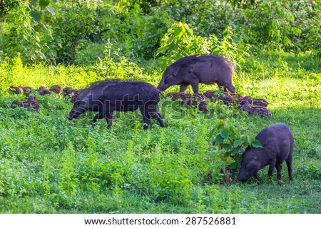 Big family of Wild boar(Sus scrofa) and her plenty of cubs finding food in nature at Hui Kha Khaeng wildlife sanctuary ,Thailand