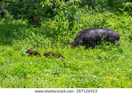Lovely  female Wild boar(Sus scrofa) and her cubs finding food in nature at Hui Kha Khaeng wildlife sanctuary ,Thailand