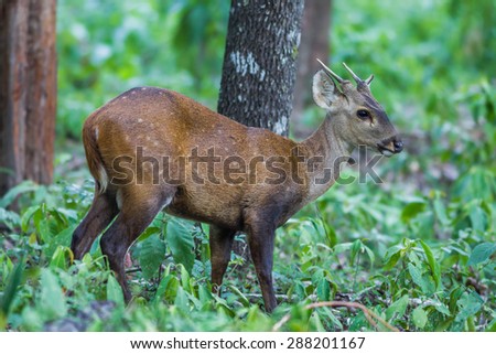 Close up of young Hog deer(Cervus porcinus) in nature at Hui Kha Khaeng wildlife sanctuary ,Thailand