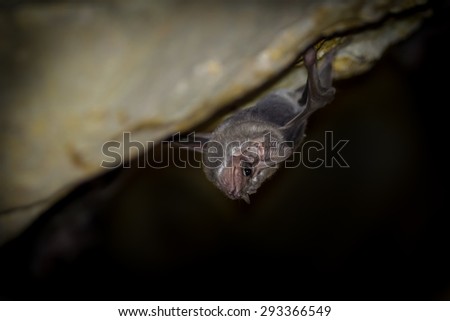 Close up of Long-winged Tomb Bat(Taphozous longimanus)  in nature in very dark cave at Khaoyoi , Petchaburi,Thailand