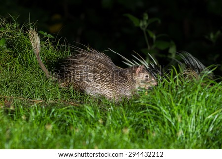 Brush-tailed Porcupine (Atherurus macrourus) find out for the food in night time in nature at Kaengkracharn national park,Thailand