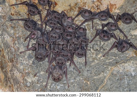 Big group of Long-winged Tomb Bat(Taphozous longimanus) in nature in very dark cave at Khaoyoi , Petchaburi,Thailand