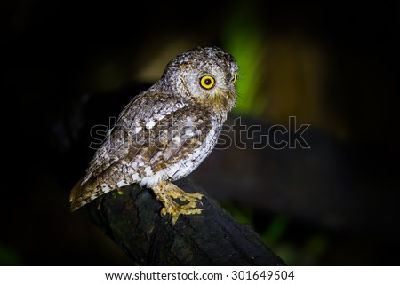 Close up left side portrait of Oriental Scops Owl(Otus sunia) in night time in nature at Kaengkracharn national park,Thailand