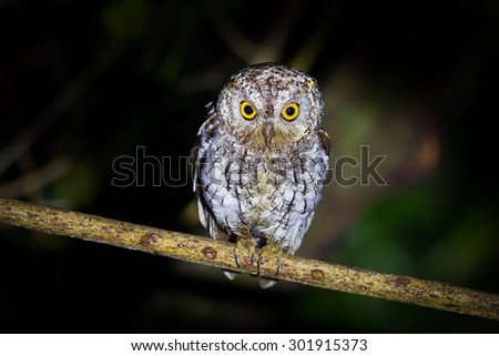 Oriental Scops Owl(Otus sunia) stair at us on the branch in night time in nature at Kaengkracharn national park,Thailand