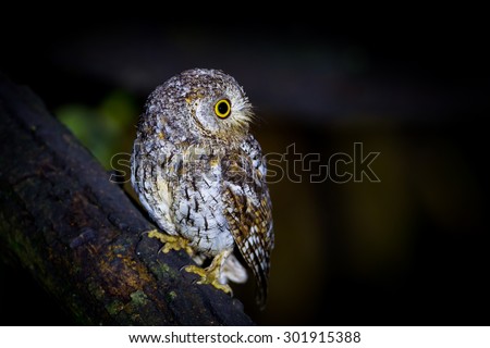 Oriental Scops Owl(Otus sunia) on the branch in night time in nature at Kaengkracharn national park,Thailand