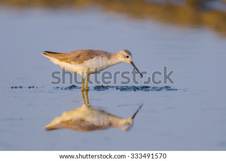 Marsh Sandpiper (Tringa stagnatilis)  finding food in nature of Thailand with evening light