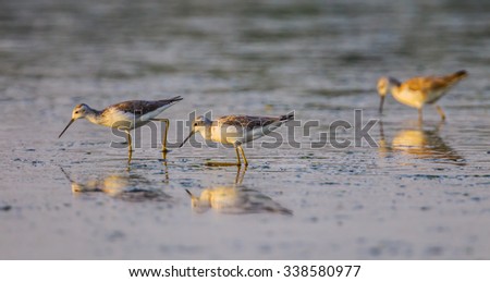 Small group of Marsh Sandpiper (Tringa stagnatilis) finding food in nature of Thailand with evening light