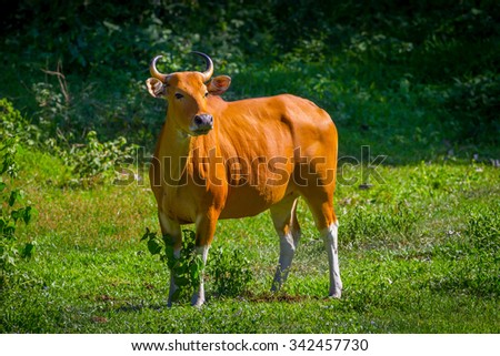 Very close up of Banteng (Bos javanicus) in real nature in wildlife sanctuary in Thailand