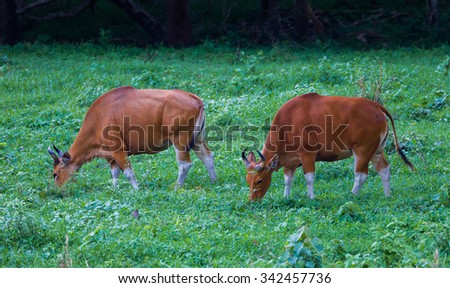 Couple of female Banteng (Bos javanicus) in real nature in wildlife sanctuary in Thailand