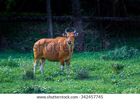 Female of Banteng (Bos javanicus) stand alone in real nature in wildlife sanctuary in Thailand