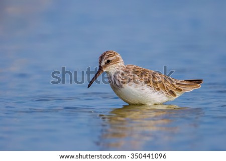 Broad-billed Sandpiper(Limicola falcinellus) walking on the sea for food in nature of Thailand