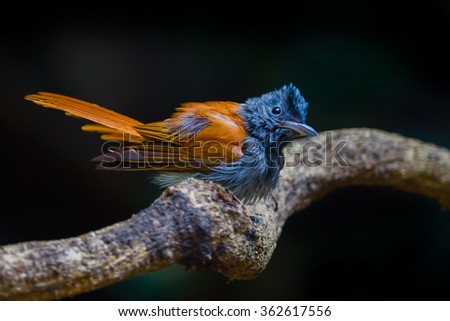 Close up of  female Asian paradise flycatcher (Terpsiphone paradisi) in deep forest in nature at Kengkracharn National Park,Thailand