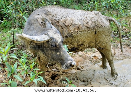 Asian buffalo. KARABAO. Bull bathed in the mud