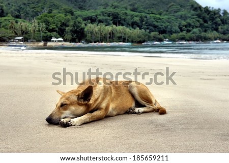 Marine dog sleeps on the beach near the sea.