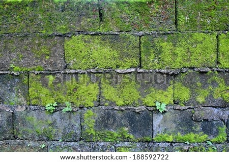 Brick wall. A green moss on stones. A background.