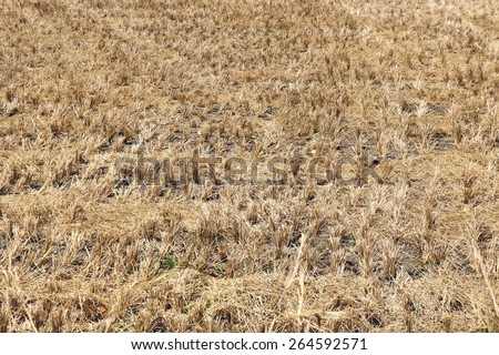 Dry stalks of rice plantation. Crop is harvested. Abstract background.