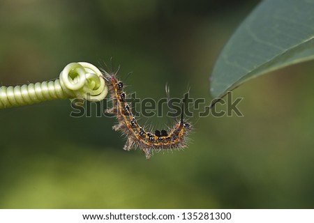 Orange line Black Hairy Caterpillar cross a leaf