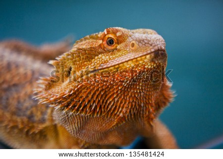 Portrait of a Bearded Dragon Lizard