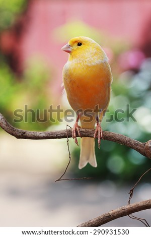 canary bird sitting on a twig