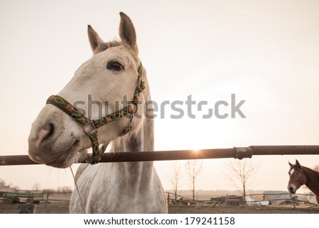 White horse on the horse farm with sunshine