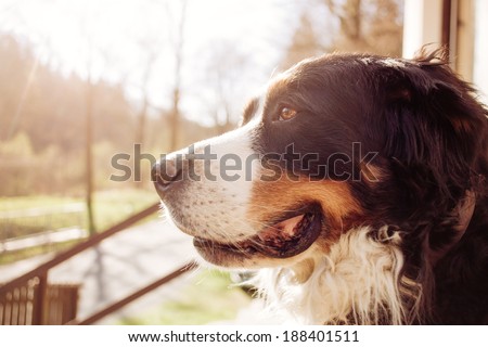 Portrait of dog in the forest, sunshine, vintage
