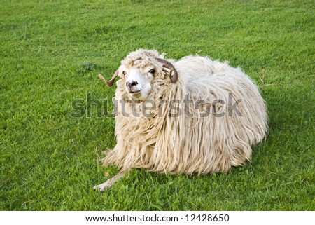 funny sheep staring and eating on grass