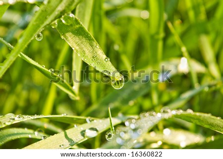 green grass with rain drops on it