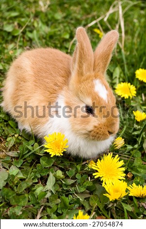 Rabbit with Flowers