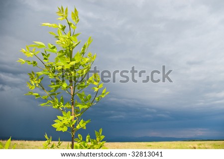 young tree before storm on empty field