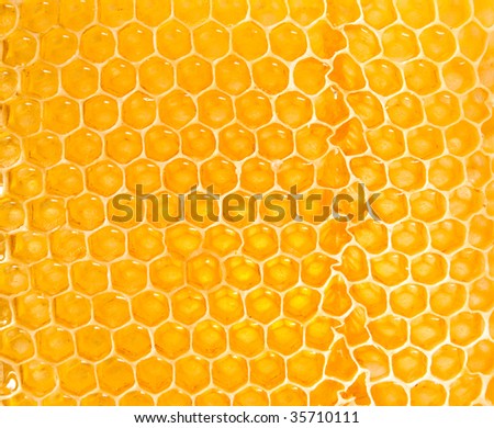 yellow honeycomb full with honey background