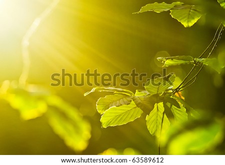 morning shot of leaves with rays of light
