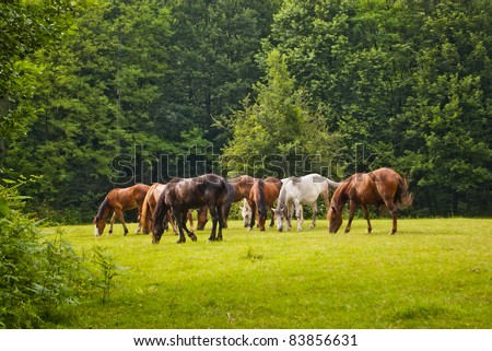 herd of horses eat in forest clearing