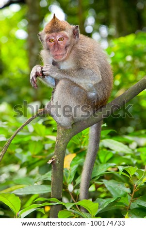 Sacred monkey Forest in Ubud, Bali, Indonesia.