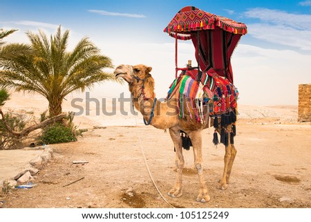 Tourist rides a camel  of a Bedouin man in the Judean Desert, Palestine, Israel.