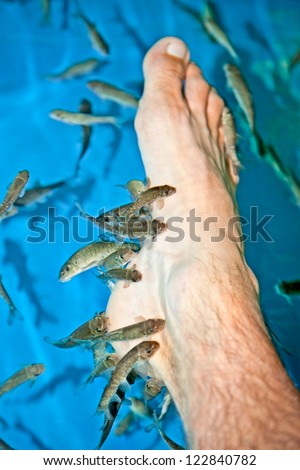 Fish spa feet pedicure skin care treatment with the fish Rufa Garra, also called doctor fish, Nibble fish and Kangal fish.