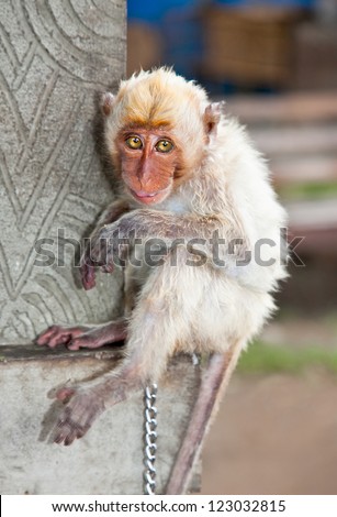 Little  macaca monkey chained, looking sad. Indonesia. Freedom concept.