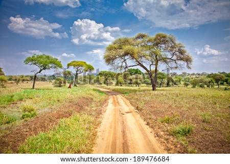 Huge African trees in Tanzania, Africa.