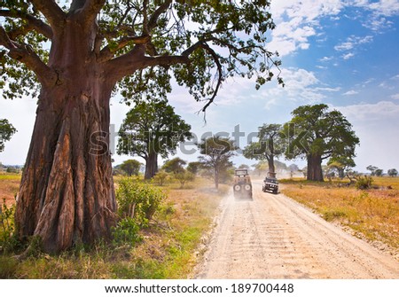 Huge African trees and safari jeeps in Tanzania, Africa.