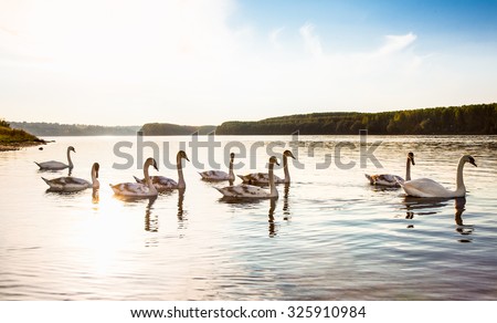 The family of swans floats on the Danube River in Novi Sad, Serbia.
